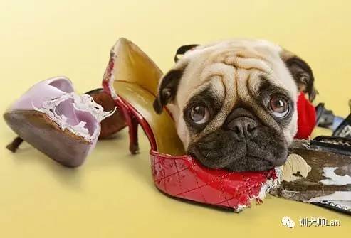 狗狗小时候喜欢咬鞋怎么办,怎么教狗狗不乱咬鞋袜