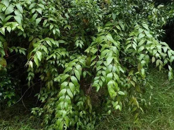 APGIV系统学习笔记分享（四）