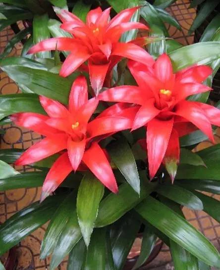 过年好看的年宵花,年宵花摆什么好看