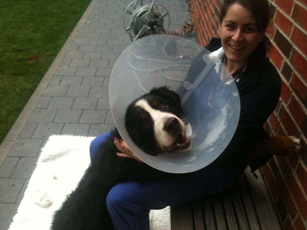 得了巨食道症（Megaoesophagus）的狗