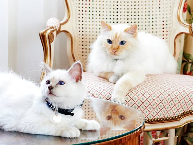 「宠物知识」猫外伤的紧急处理方法