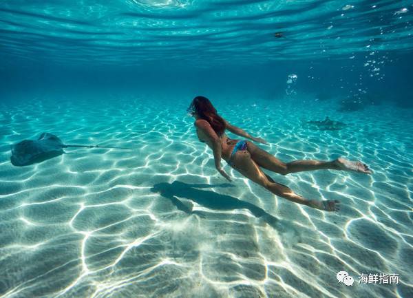 鳐蝠鲼魟鱼区别,鲼魟分别是什么