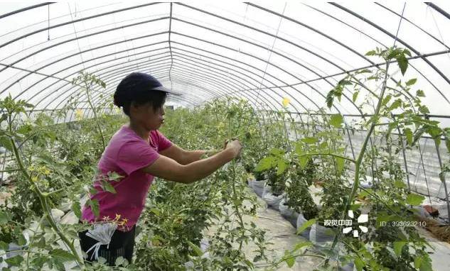 这家日企雄心勃勃来华搞循环农业，耕耘十载，为何又黯然退出？