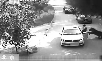 女子老虎园下车致母亲丧命视频,女游客老虎园被咬2017