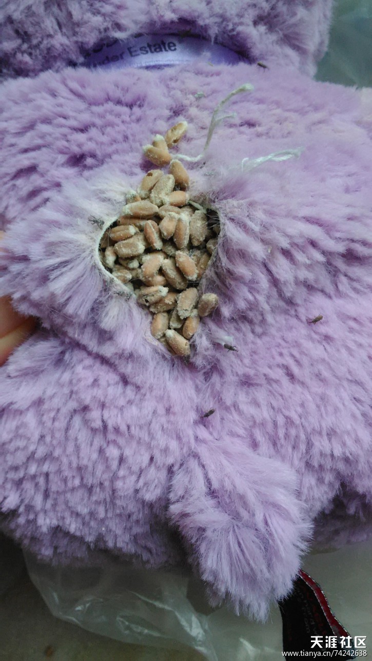 薰衣草小熊,薰衣草小熊是什么