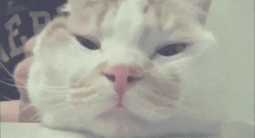 搬新家、换新厕，却被差评？“本喵憋屎抗议！”