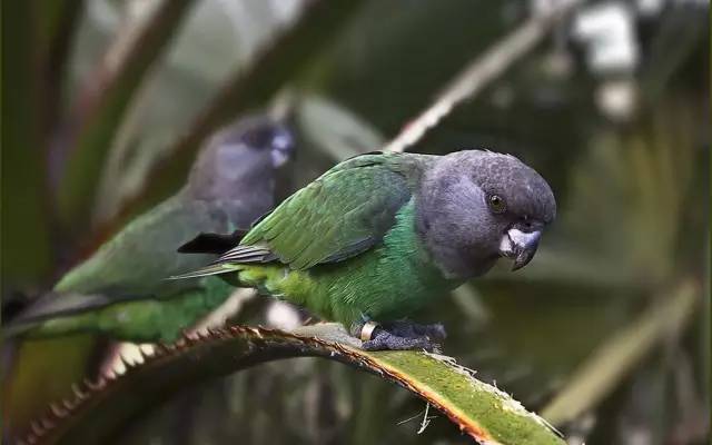 湖南h7n9禽流感病例,湖南治愈了多少例