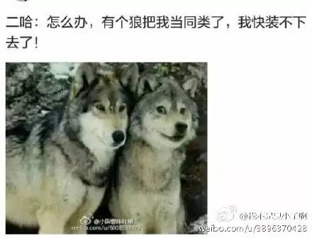 太搞笑了图片带字,非常搞笑的相册