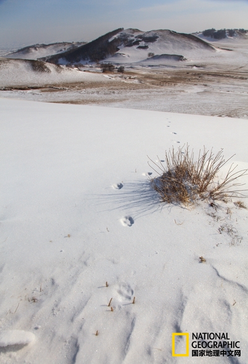 趁冬天还没有来临之前去一趟,一起到坝上去看雪