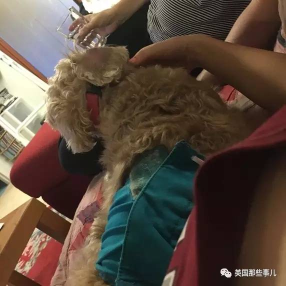 狗狗会觉得丢脸吗,哪些狗狗有尴尬期