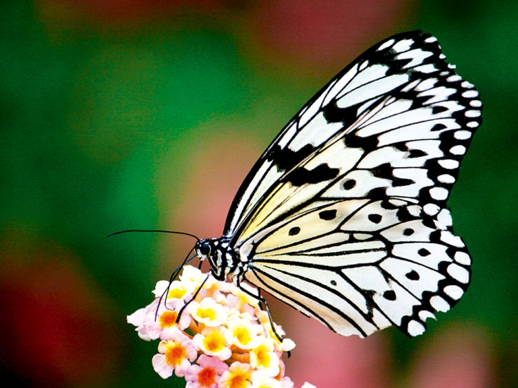 西双版纳从下飞机开始的攻略,进入西双版纳的视频