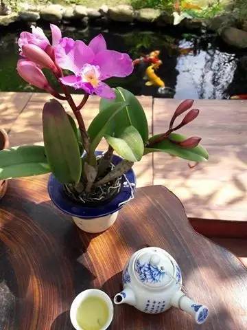 锦鲤疑难杂症,解决锦鲤疾病