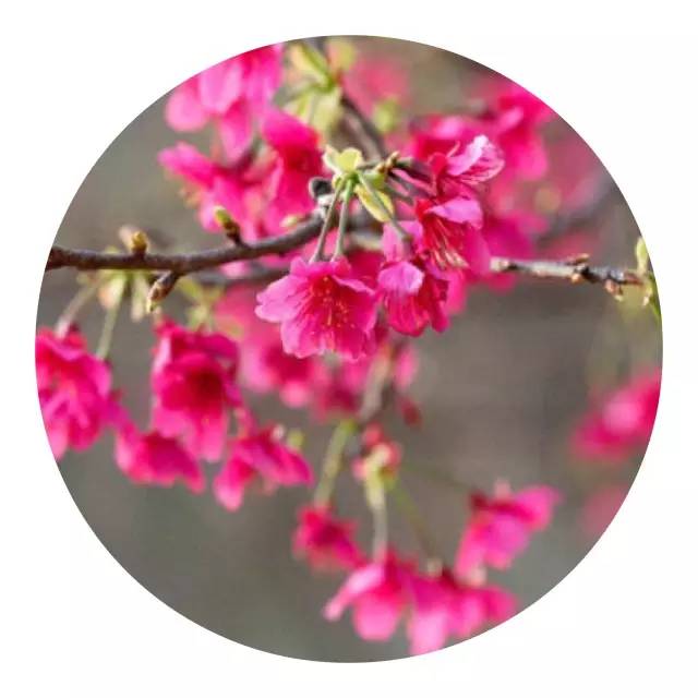 樱花诗词大会,樱花节诗词大会互动