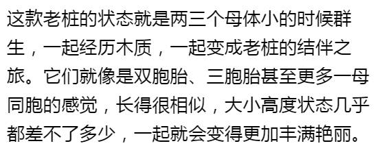 秀肉肉｜多肉老桩的5大形态，每一个我都爱！