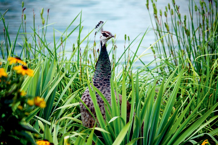 西双版纳3小时可以去哪,西双版纳五小时