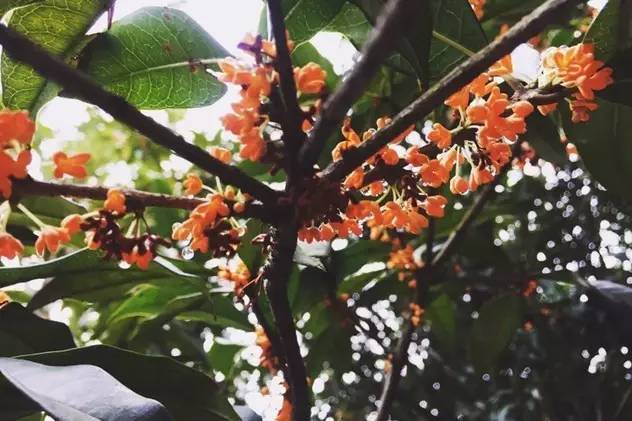 超实用杭州旅行全攻略,杭州攻略推荐