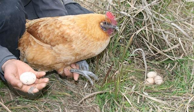 农村养鸡不容易,农村养鸡出路在哪里