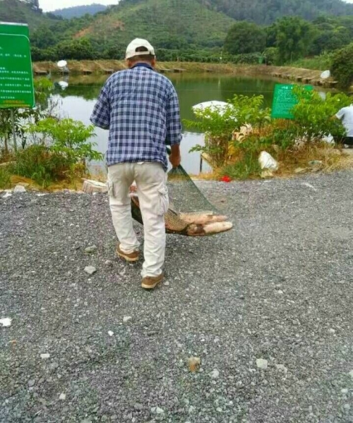 鱼塘养鱼基础知识大全,鱼塘零基础养鱼新手入门