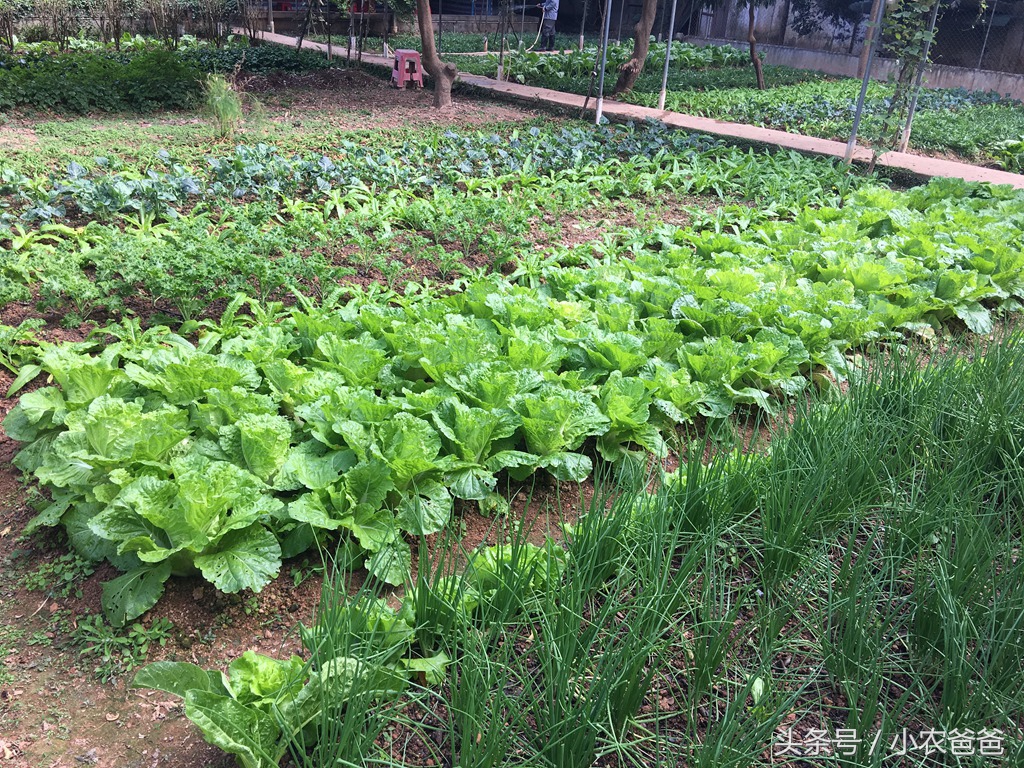适合深圳种植的植物,深圳适合种植的植物