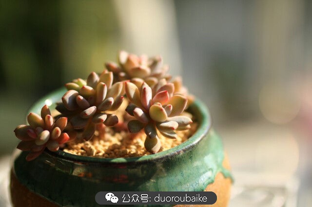 养多肉的基本常识和技巧,养多肉的正确方法讲解