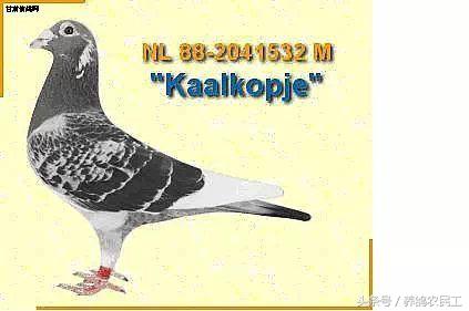 著名赛鸽家杨阿腾,赛鸽血统杨阿腾