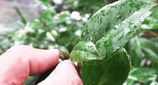 养花盆里各种花怎么修剪,要想养好花只需三种方法