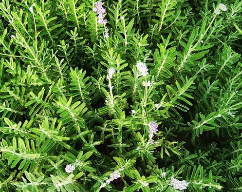 宝宝鼻塞引起咳嗽有痰小妙招,小宝宝鼻塞咳嗽有痰怎么治最有效