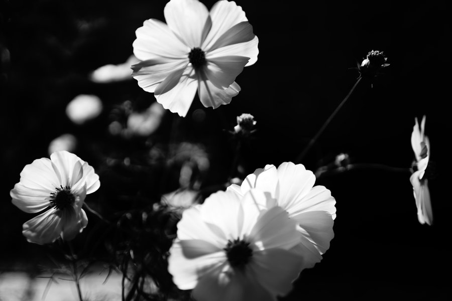 原创｜《梦里花落知多少》她说她爱他，那年青梅伴竹马