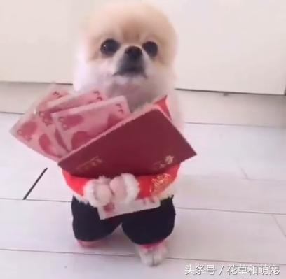 狗狗主人伸手要却不给钱瞬间回头,狗狗拿出零花钱给主人