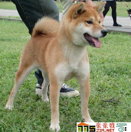 纯黑狗狗品种大全,狗狗品种大全智商排名