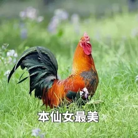 各大牌鸡年限定,外国人对鸡看法