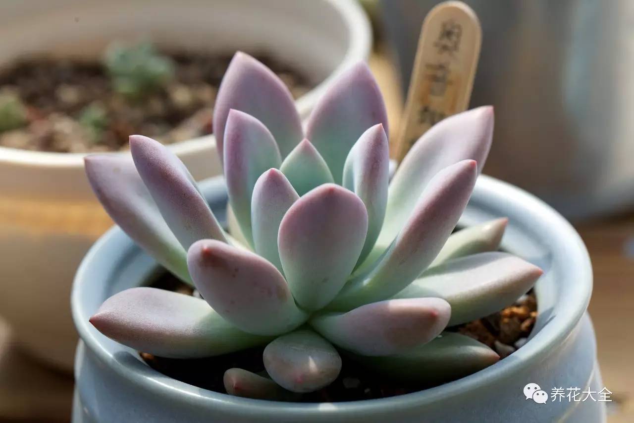 绿萝瀑布吊兰,养花吊兰绿萝