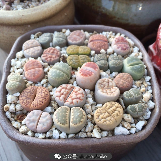 江浙沪多肉过冬,江浙沪一年四季露养的多肉