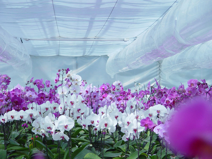 孙桥农业园攻略,孙桥现代农业园