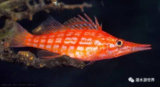 变性、伪装、雌雄同体--谁是微距世界的奇葩?