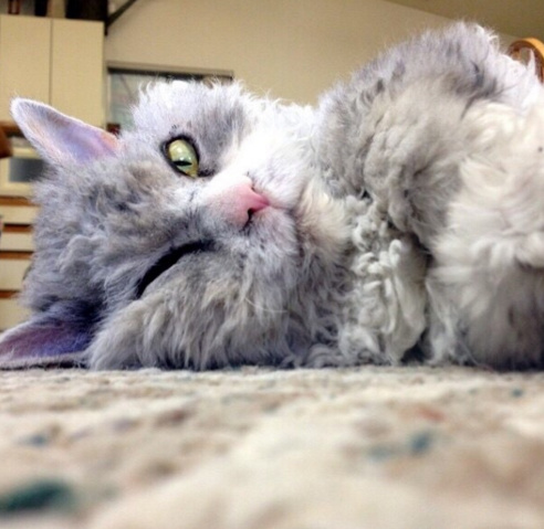 一只老鼠头被卡在洞里面了,一只老鼠从管道里钻了出来