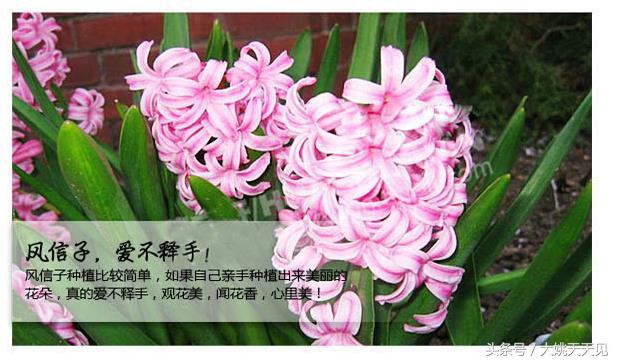 看完这些再决定要不要养猫吧,学会这几招还怕风信子养不活