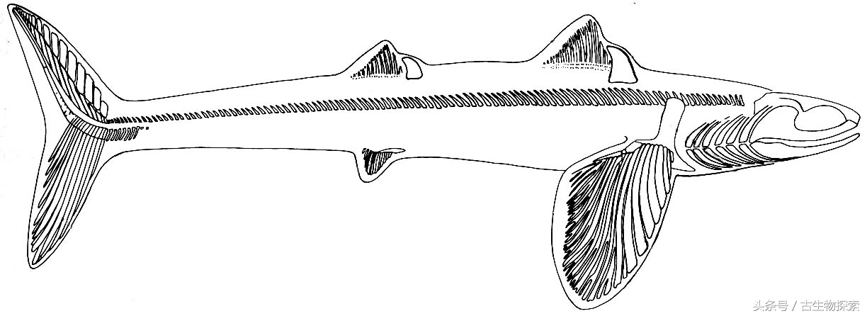 裂口鲨视频,裂口鲨完整视频