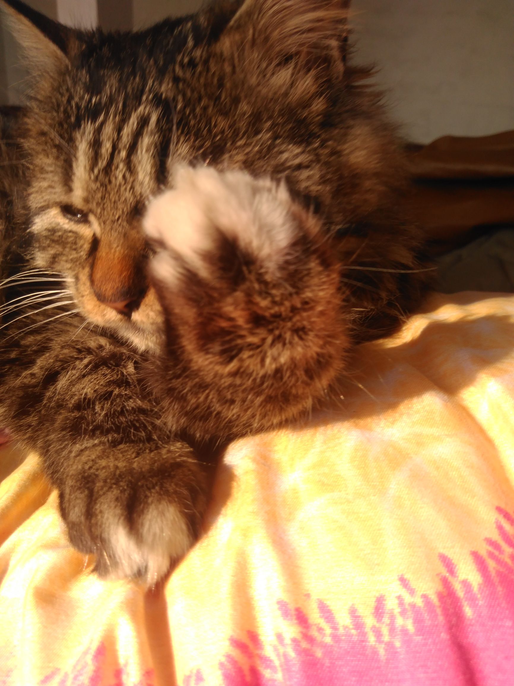 养了个假狗会怎么样,养了一只假猫真的不好吗