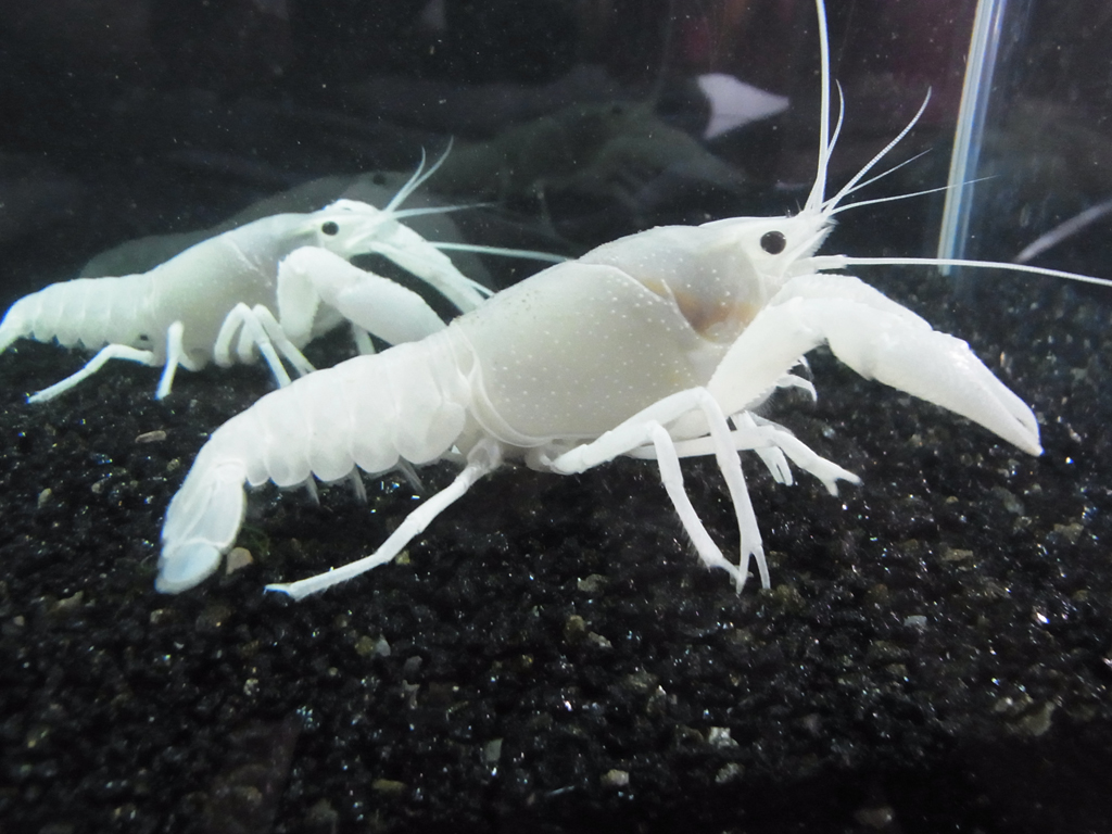 家庭观赏虾品种,家养观赏虾