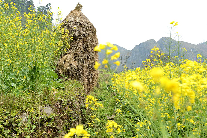 贵州原始古寨景点,贵州清静的古寨