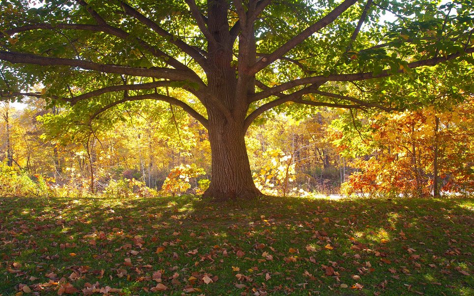 美国最漂亮的公园是哪里,大峡谷国家公园美国