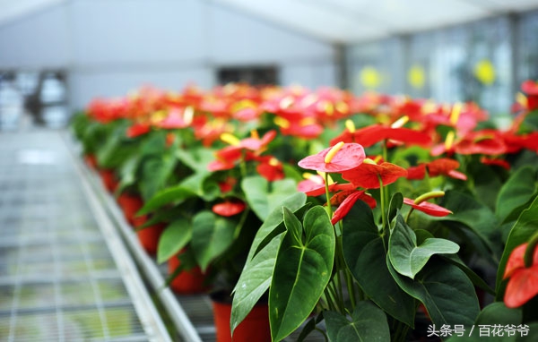 吸收甲醛最佳的十种植物,吸收甲醛最佳的十种植物排行榜