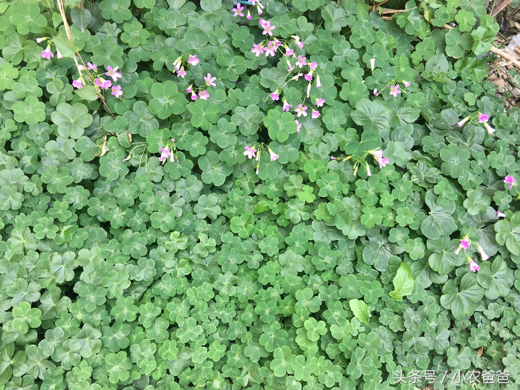 适合深圳种植的植物,深圳适合种植的植物