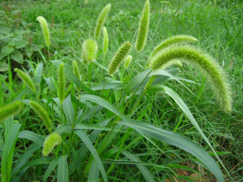 农村路边常见的中草药你认识几种,农村常见中草药盘点