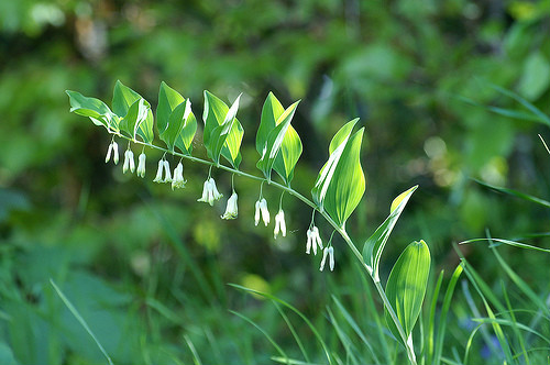 农村路边常见的中草药你认识几种,农村常见中草药盘点