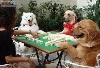 想打麻将赢有什么妙法,打麻将想要赢