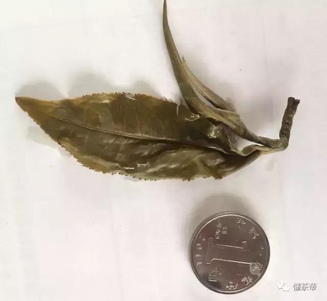 云南碧螺春怎么泡最好,云南怎么产碧螺春