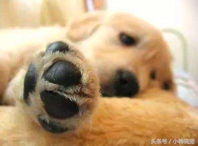 狗狗为啥不擦干容易得脚气,狗狗得了脚气能治好吗