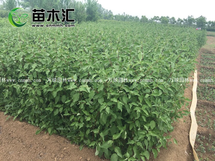 红瑞木耐寒零下几度,红瑞木观赏特性